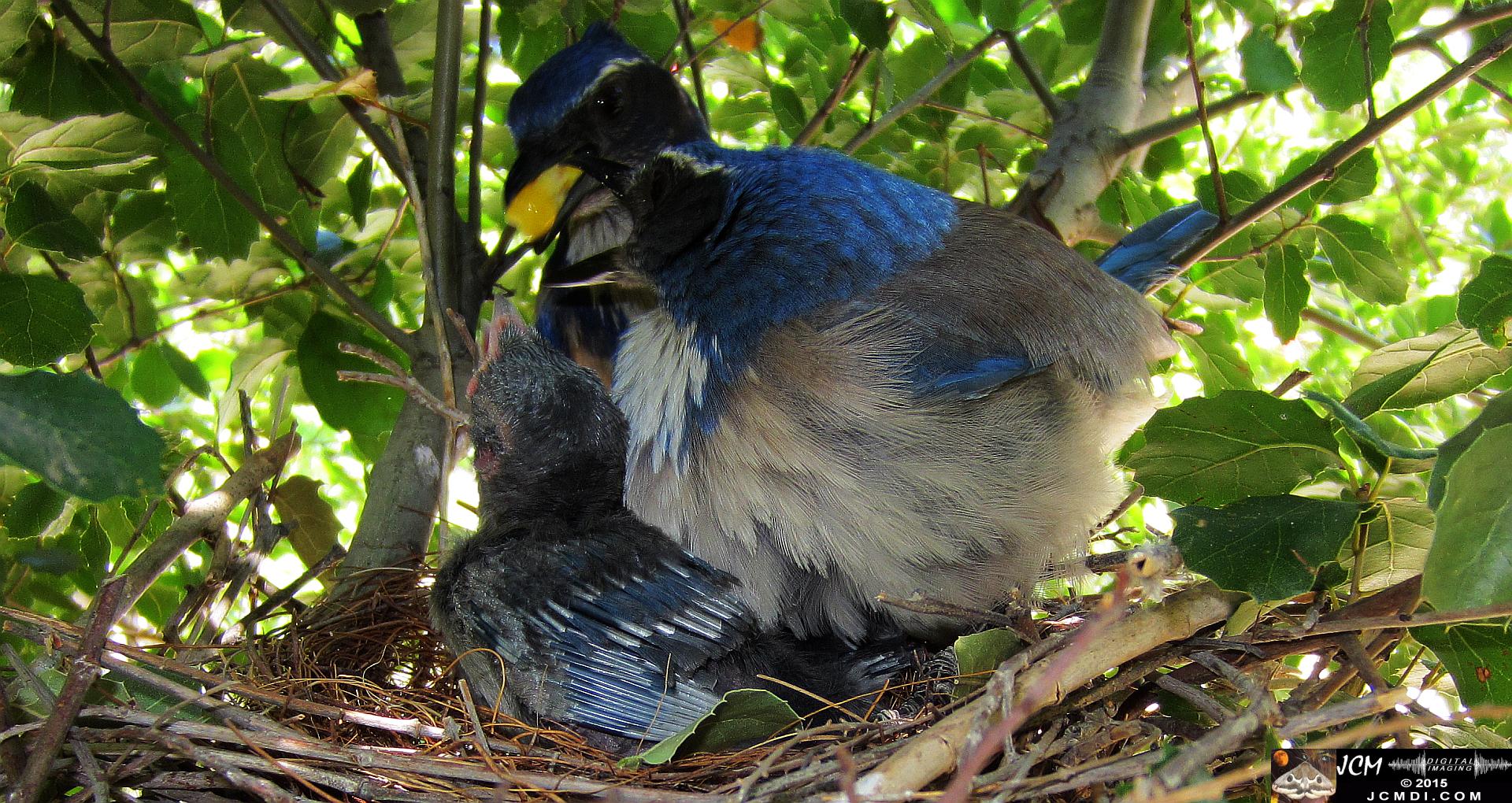 Scrub Jay Nest Documenatry with chicks